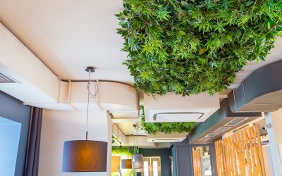 What Are Examples of Biophilic Design Elements?